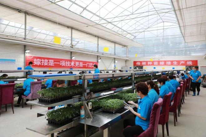 喜報！山東六家單位榮膺“全國巾幗現代農業科技示范基地”，引領技術推廣服務新風尚